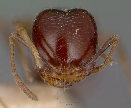 Trichomyrmex robustior specimen