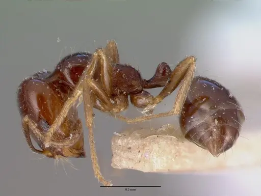 Trichomyrmex robustior specimen