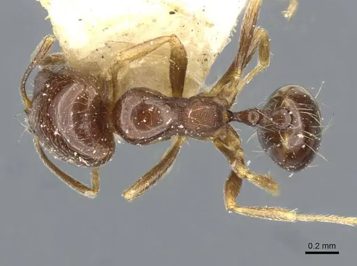 Trichomyrmex robustior - CASENT0101596