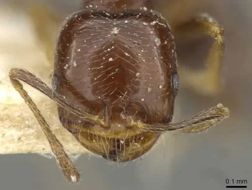 Trichomyrmex robustior - CASENT0101596