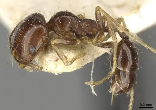 Trichomyrmex robustior - CASENT0101596