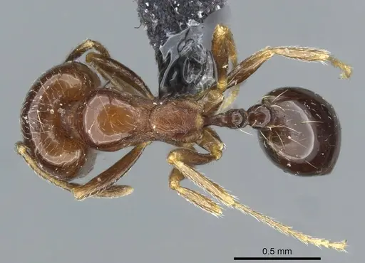 Trichomyrmex robustior - CASENT0101849