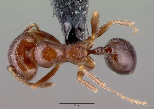 Trichomyrmex robustior - CASENT0101849
