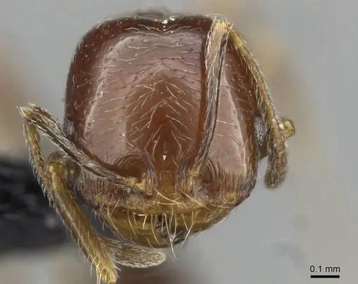 Trichomyrmex robustior - CASENT0101849
