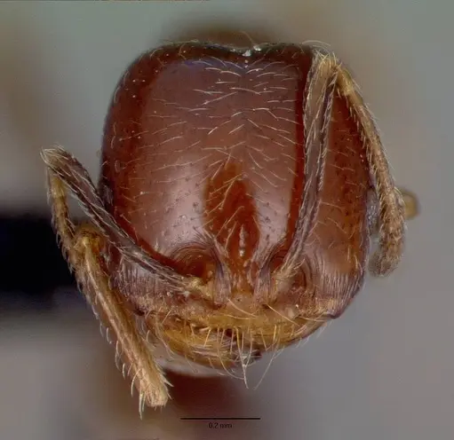 Trichomyrmex robustior - CASENT0101849