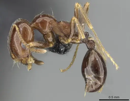 Trichomyrmex robustior - CASENT0101849