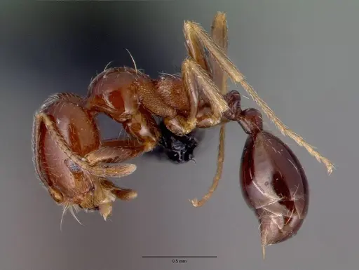 Trichomyrmex robustior - CASENT0101849