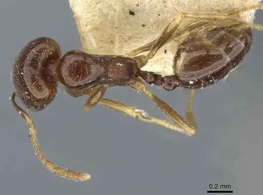 Trichomyrmex robustior - CASENT0101865