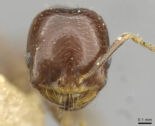 Trichomyrmex robustior - CASENT0101865