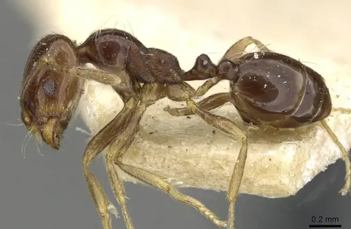 Trichomyrmex robustior - CASENT0101865