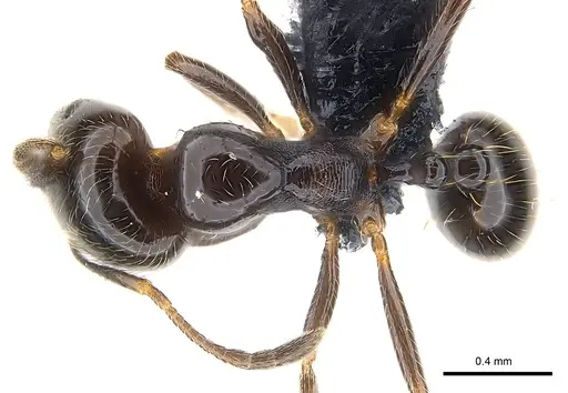 Trichomyrmex robustior - CASENT0147087