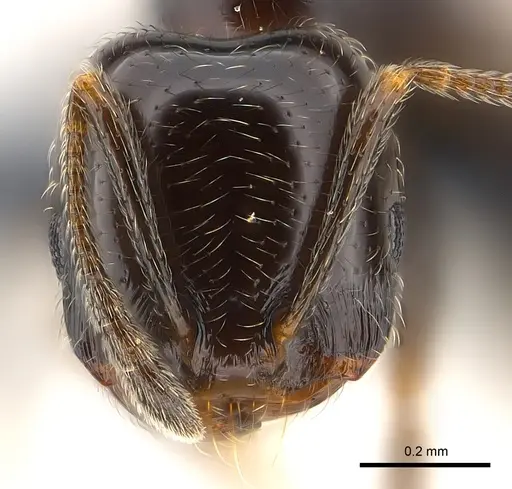 Trichomyrmex robustior - CASENT0147087