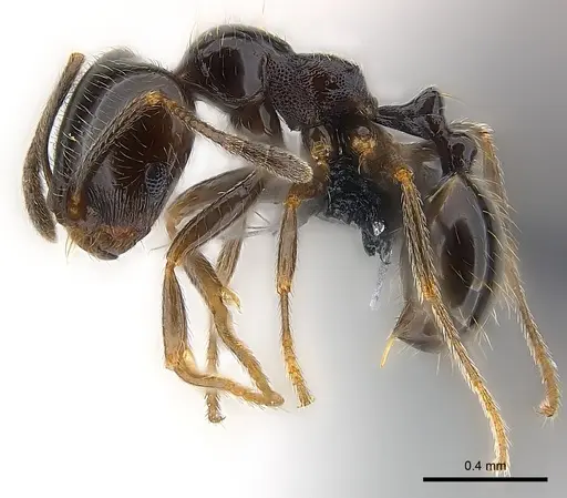 Trichomyrmex robustior - CASENT0147087