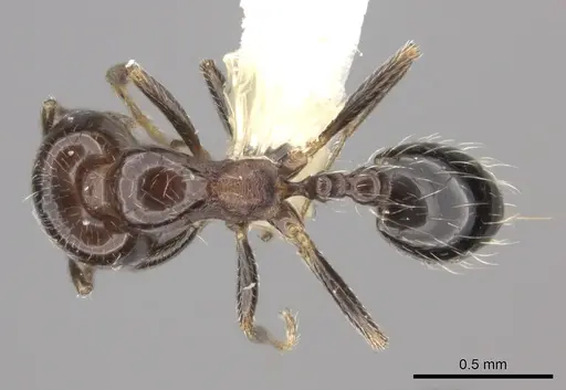 Trichomyrmex robustior - CASENT0217175