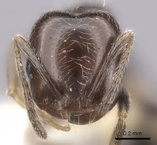 Trichomyrmex robustior - CASENT0217175