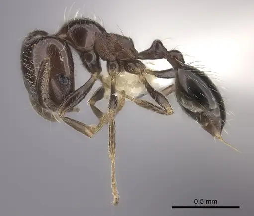 Trichomyrmex robustior - CASENT0217175