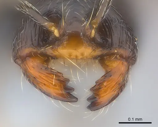 Trichomyrmex robustior - CASENT0217358