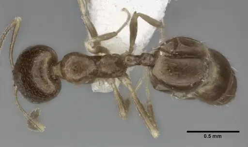 Trichomyrmex robustior - CASENT0246079