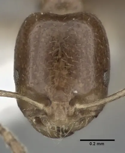 Trichomyrmex robustior - CASENT0246079