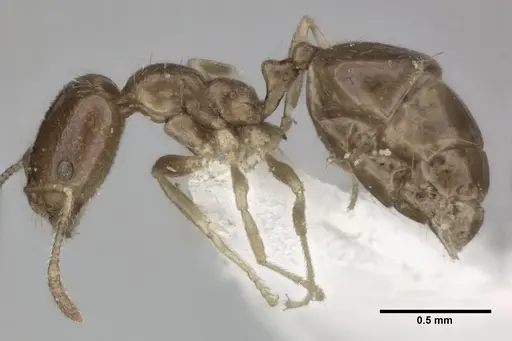 Trichomyrmex robustior - CASENT0246079