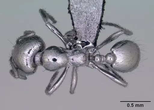 Trichomyrmex robustior - CASENT0442839
