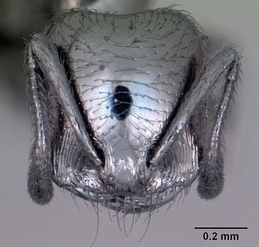 Trichomyrmex robustior - CASENT0442839