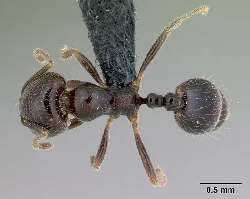 Trichomyrmex robustior - CASENT0449751
