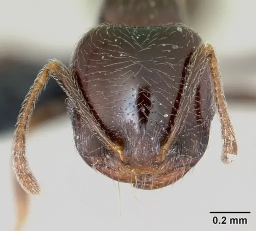 Trichomyrmex robustior - CASENT0449751