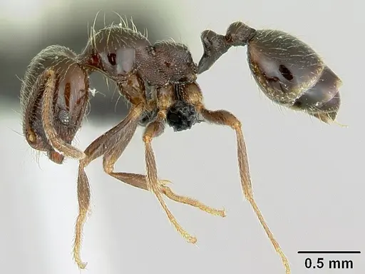 Trichomyrmex robustior - CASENT0449751