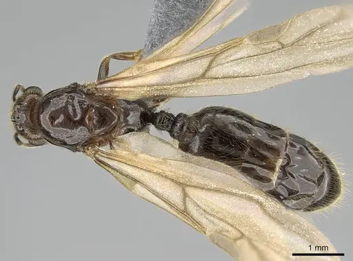 Trichomyrmex robustior - CASENT0724118