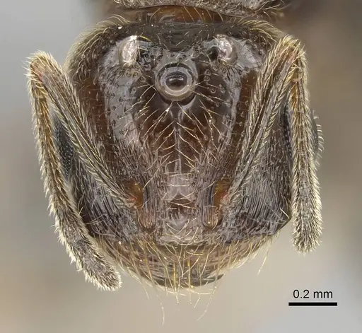 Trichomyrmex robustior - CASENT0724118