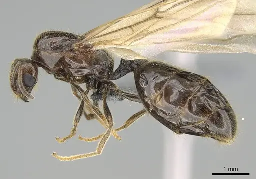 Trichomyrmex robustior - CASENT0724118