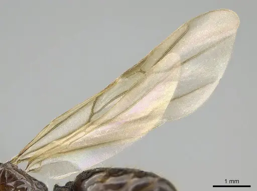 Trichomyrmex robustior - CASENT0724118