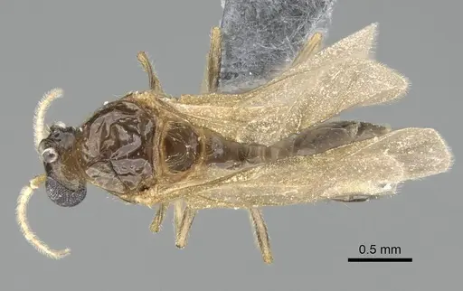 Trichomyrmex robustior - CASENT0724204