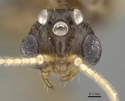 Trichomyrmex robustior - CASENT0724204