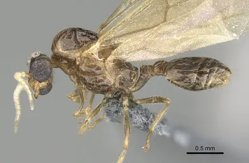 Trichomyrmex robustior - CASENT0724204