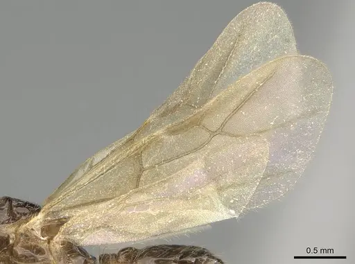 Trichomyrmex robustior - CASENT0724204