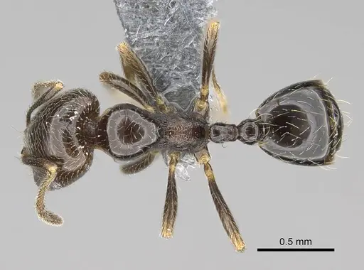 Trichomyrmex robustior - CASENT0724209