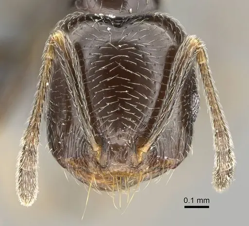 Trichomyrmex robustior - CASENT0724209