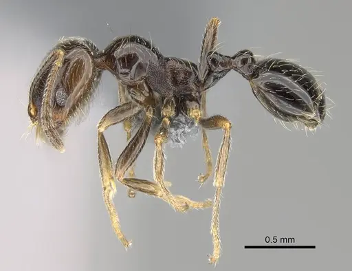 Trichomyrmex robustior - CASENT0724209