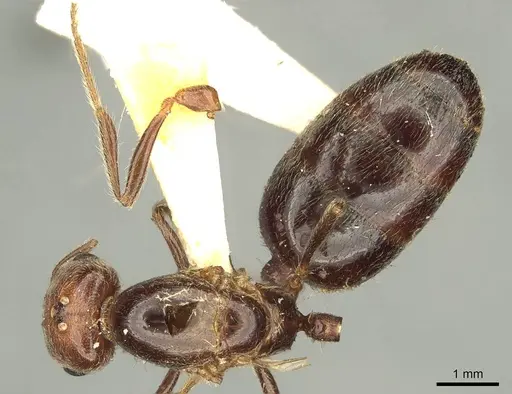 Trichomyrmex rogeri specimen