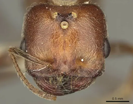 Trichomyrmex rogeri specimen