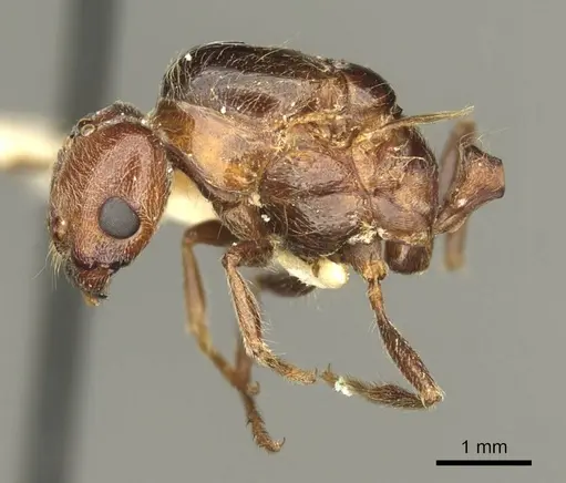 Trichomyrmex rogeri specimen