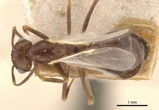 Trichomyrmex santschii specimen
