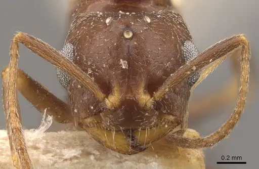 Trichomyrmex santschii specimen