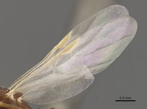 Trichomyrmex santschii - CASENT0908780