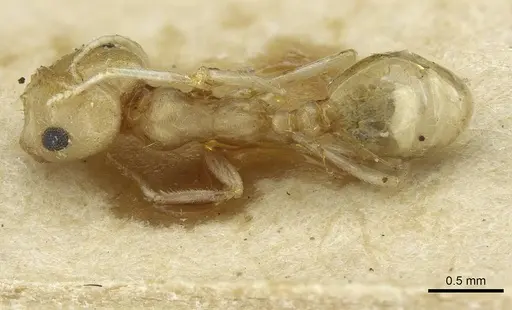 Trichomyrmex santschii - CASENT0913634