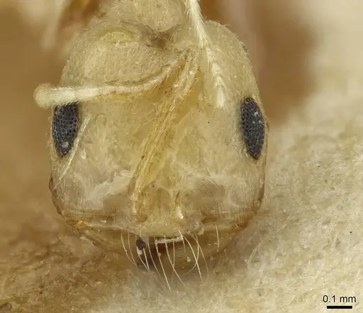 Trichomyrmex santschii - CASENT0913634