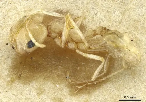 Trichomyrmex santschii - CASENT0913634