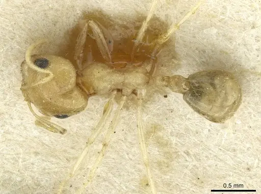 Trichomyrmex santschii - CASENT0913635